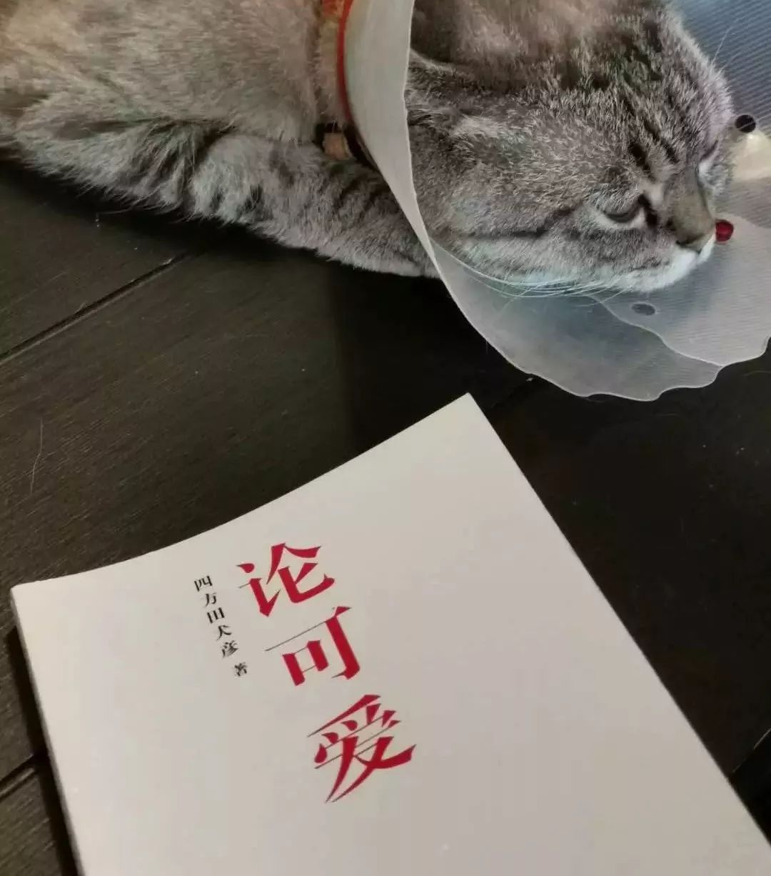 深度解析：為什么99%的IP形象都不夠萌？